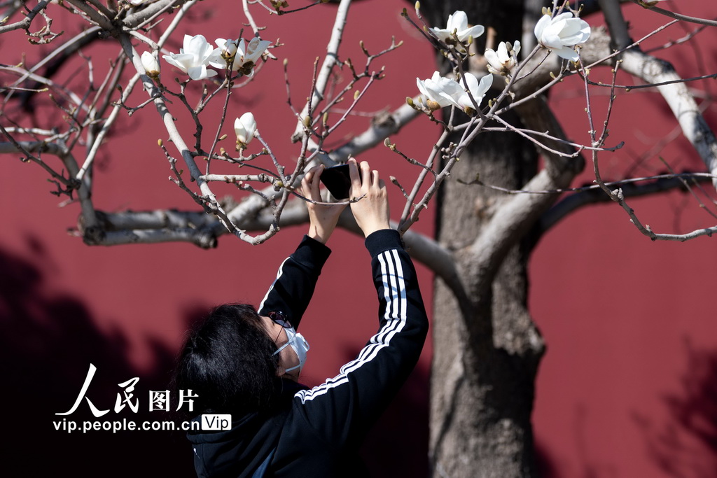 北京：玉兰花开 春意盎然【2】