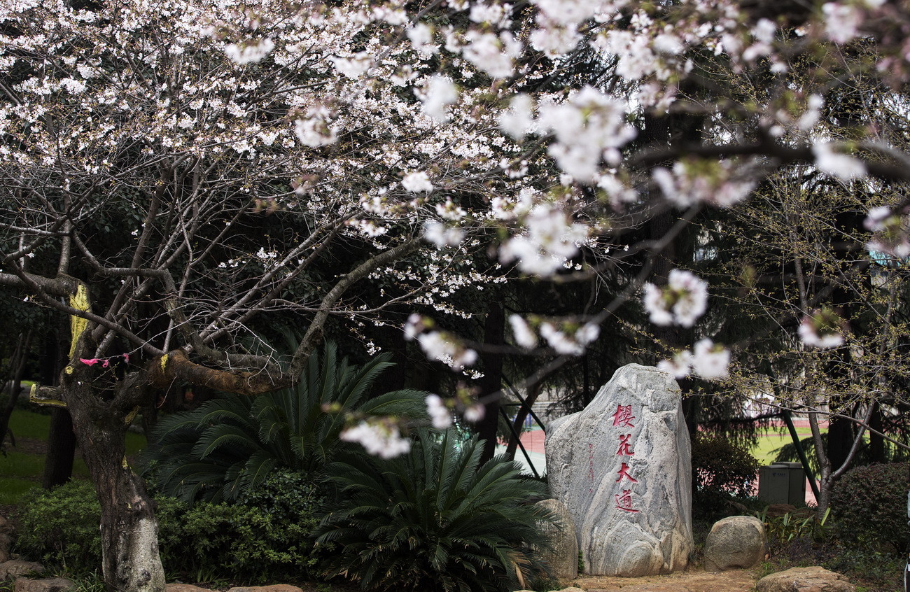 武汉大学校园一角（3月16日摄）。