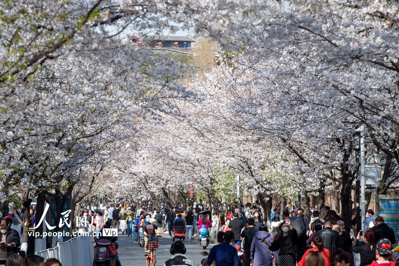 3月20日，游客在南京鸡鸣寺路观赏樱花。