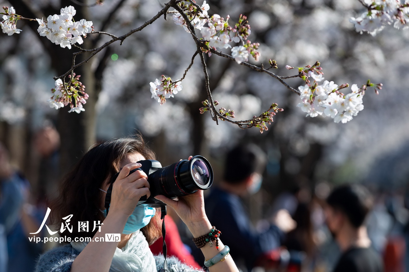 3月20日，游客在南京鸡鸣寺路观赏樱花。