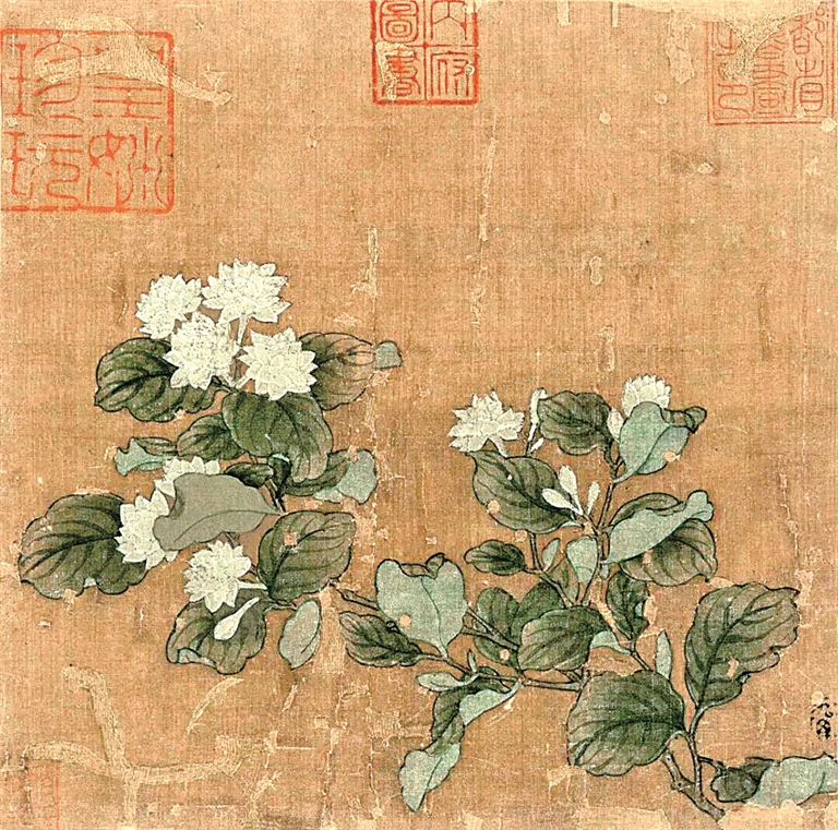 光明文化周末：好一朵美丽的茉莉花